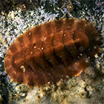 Onithochiton quercinus